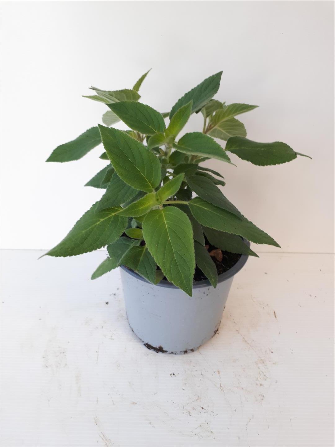 Salvia elegans C1 (1 liters kruka) Ekologisk