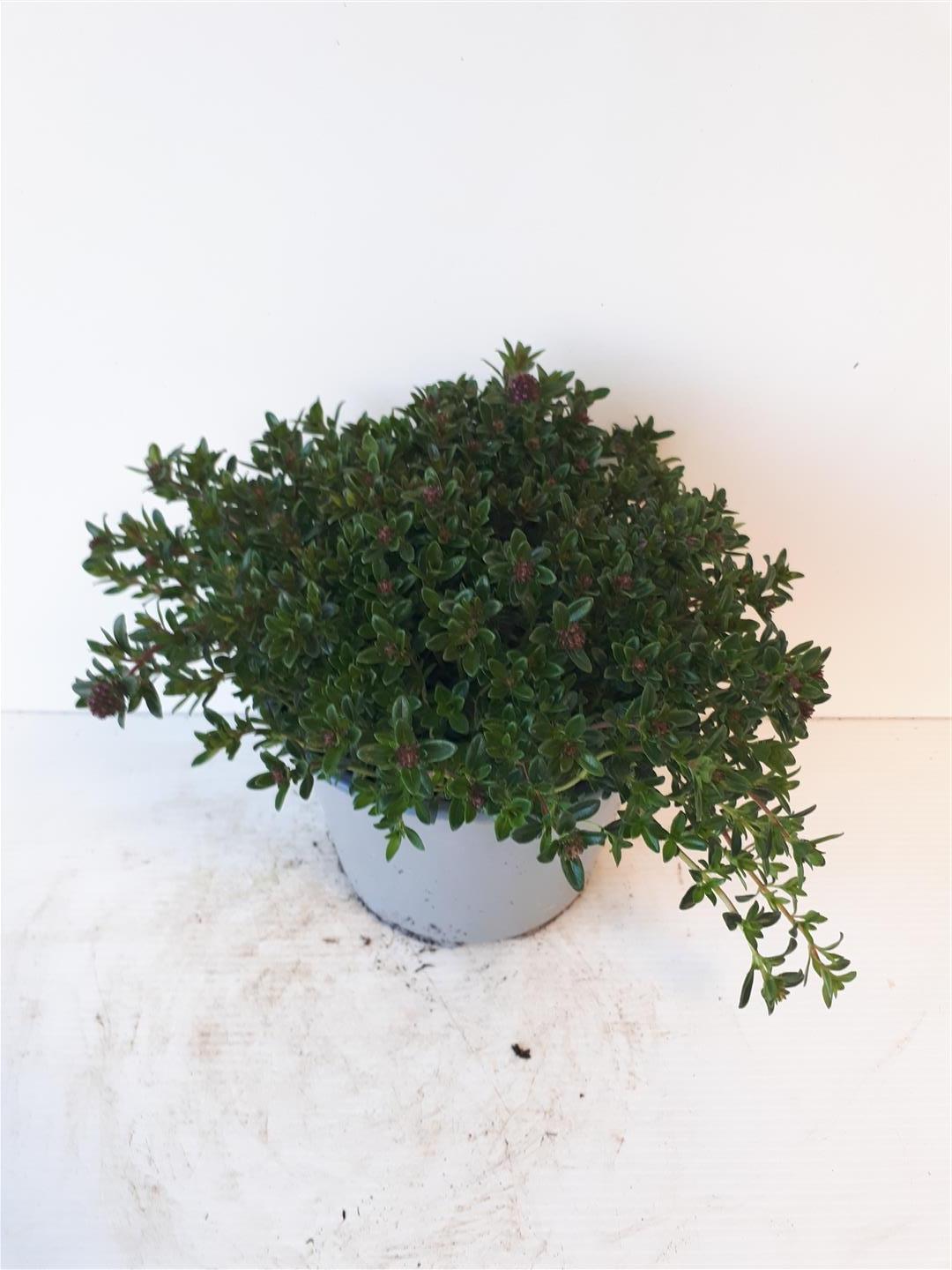 Kyndel montana - C1,5/P14 ITAL. HERBS