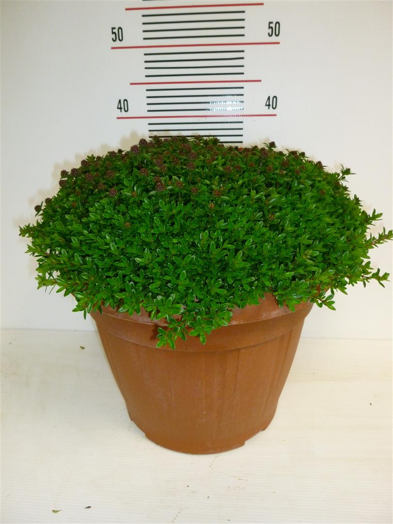 Satureja montana 35 cm kruka