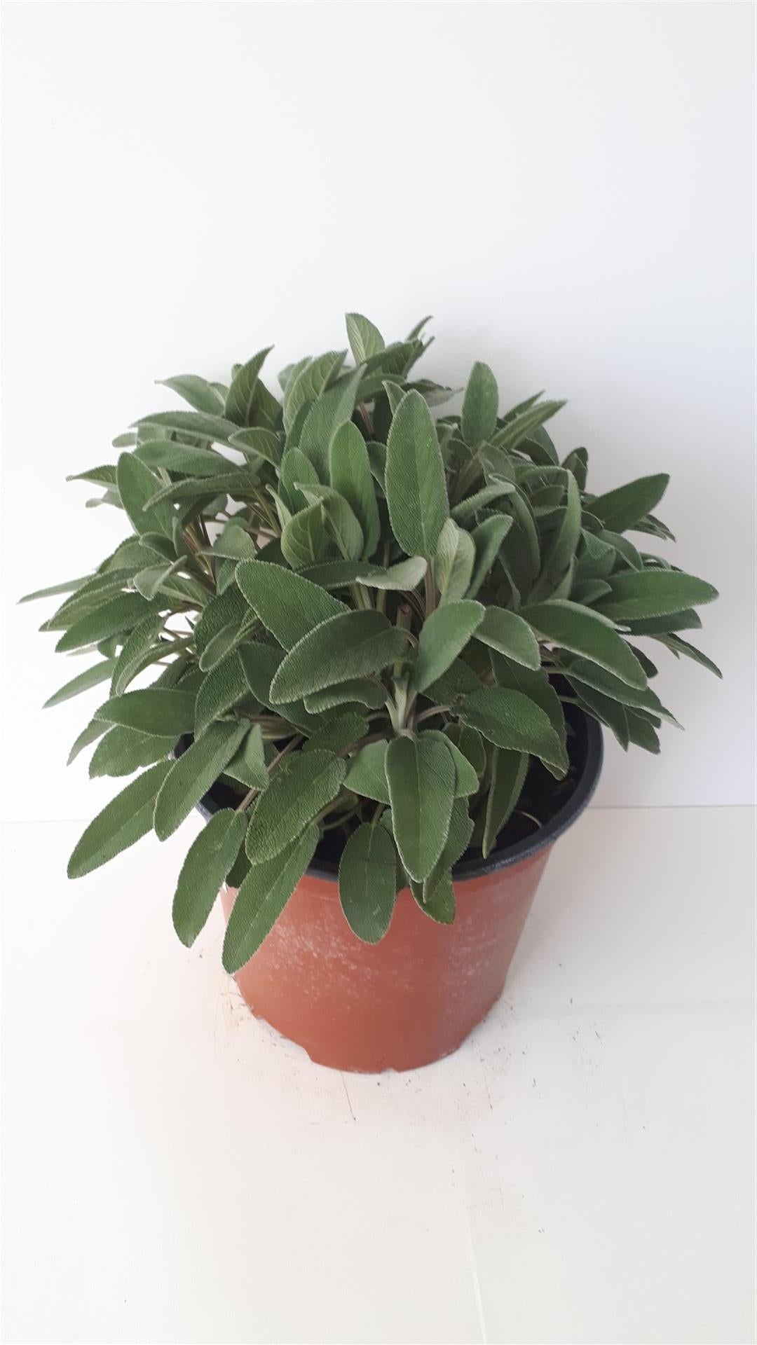 Salvia officinalis - C2,5/P18