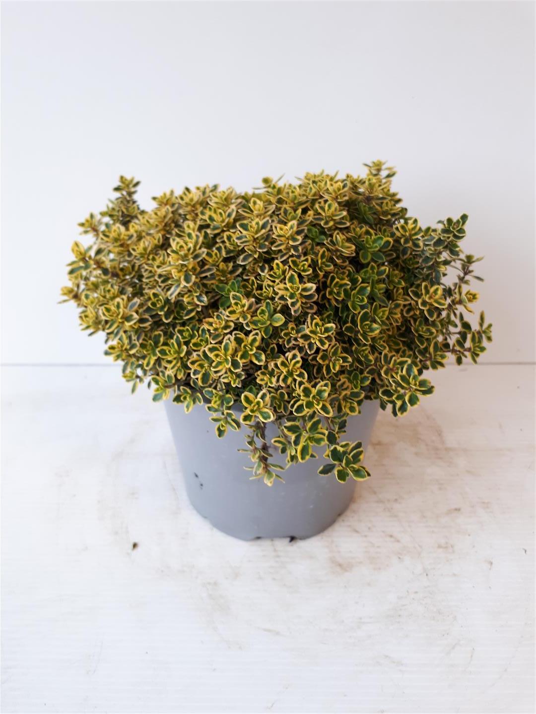 Thymus citriod. &