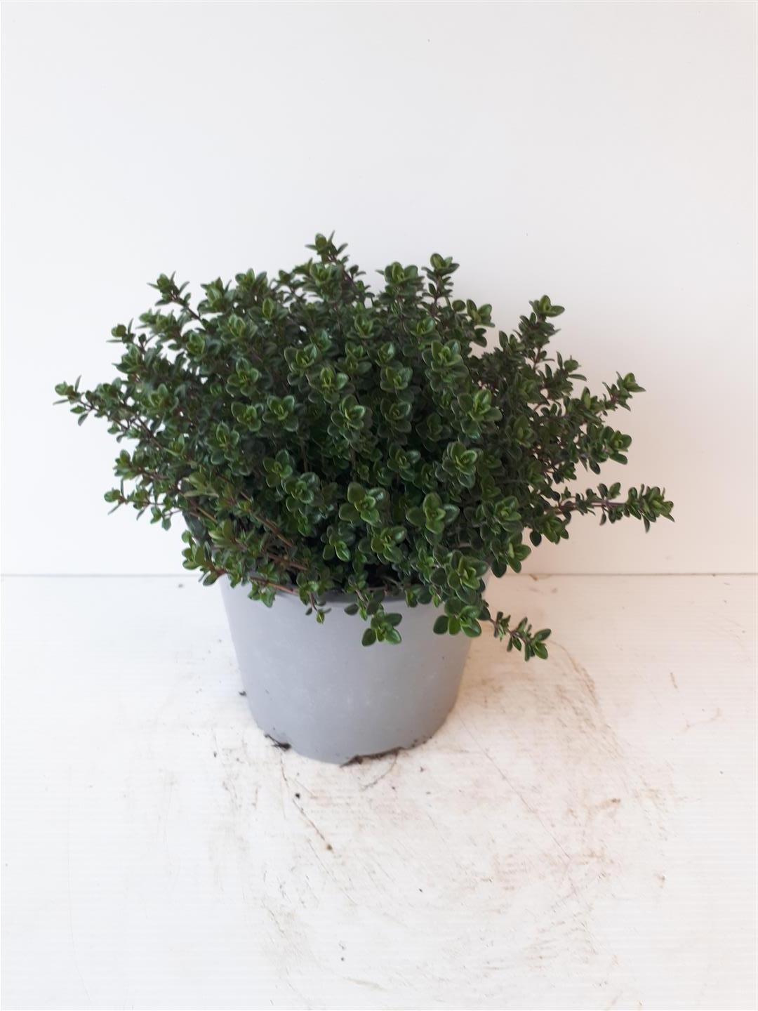 Thymus citriodorus C1,5 (1,5 liters kruka / 14 cm kruka) Italian Herbs
