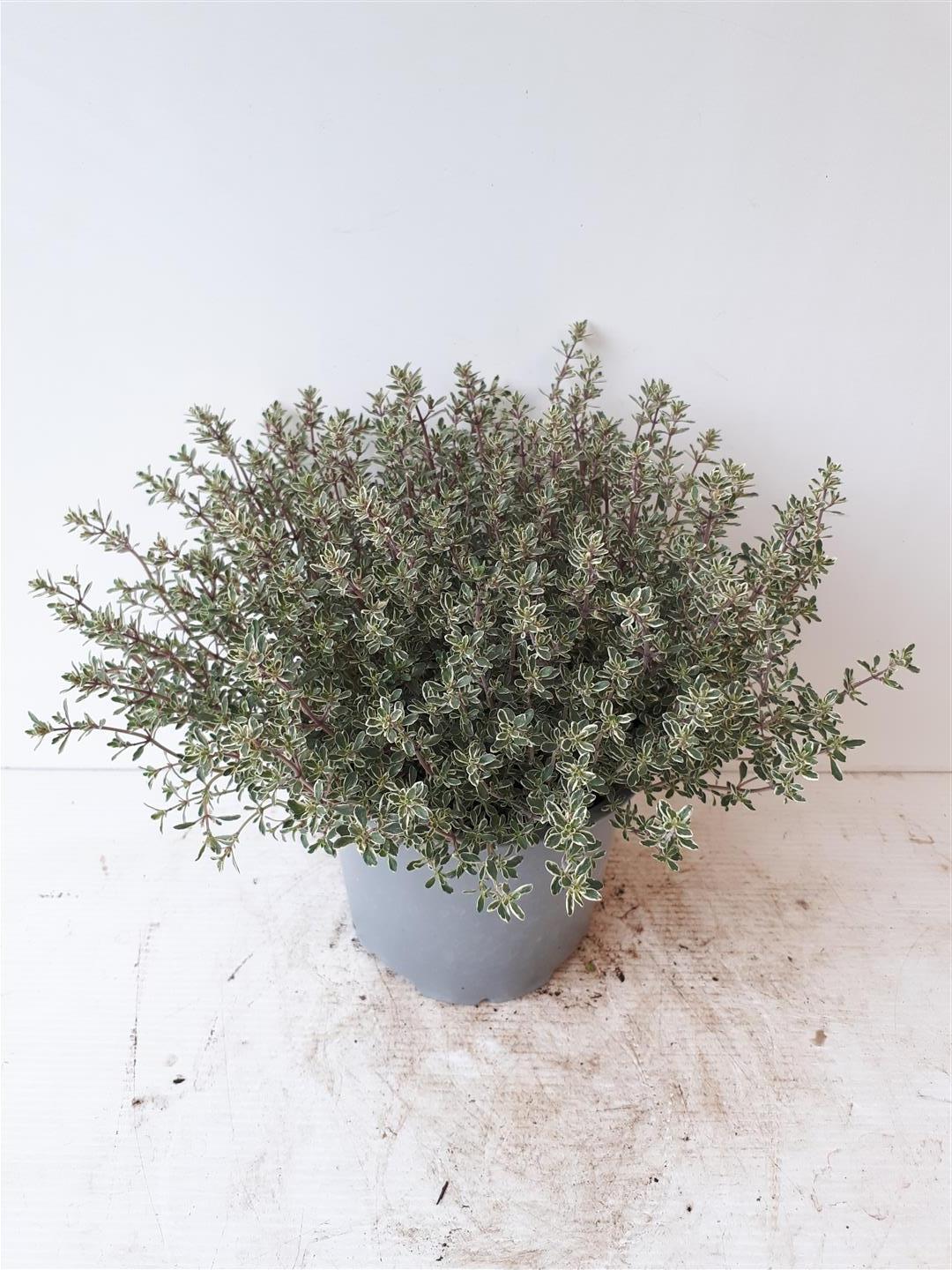 Thymus citriod. &