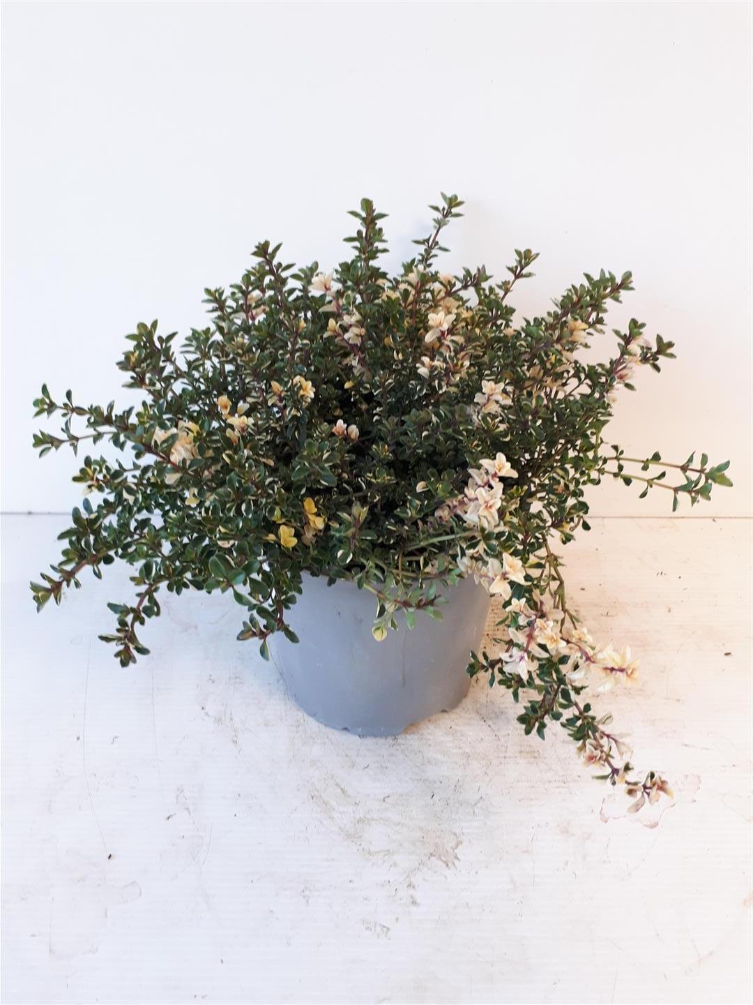 Thymus &
