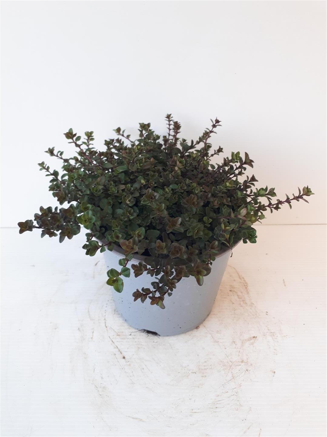 Thymus serpyllum C1,5 (1,5 liters kruka)