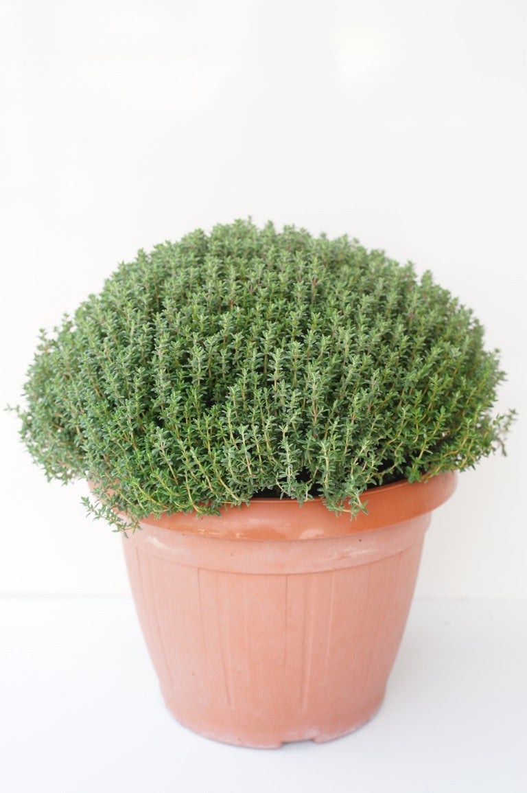 Thymus vulgaris (Kryddtimjan) C6 (6 liters kruka / 25 cm kruka)