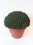 Kryddtimjan - Thymus vulgaris 35 cm kruka