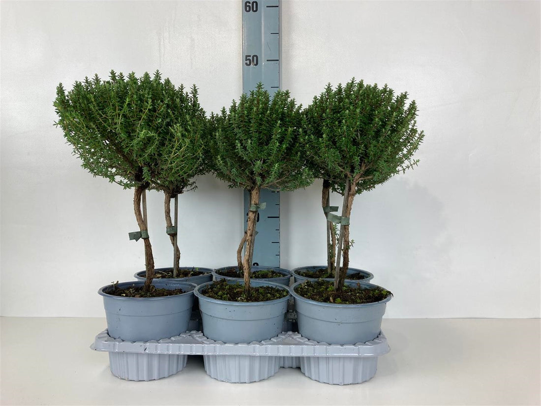 Timjan vulgaris - 20 CM STEM C1,5/P14