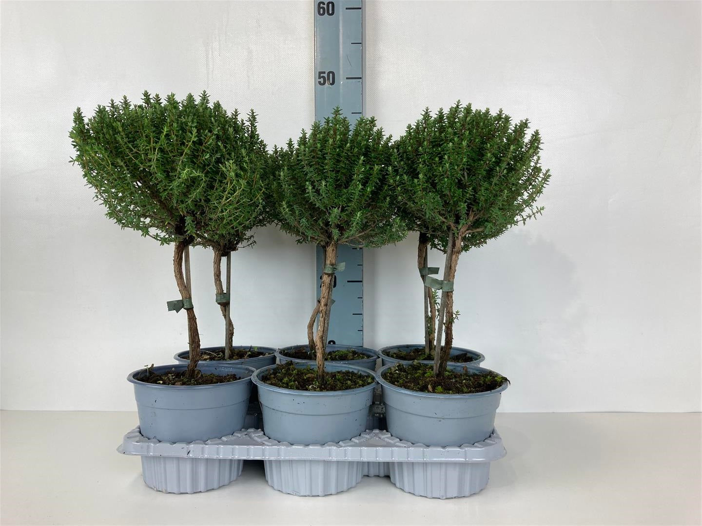 Timjan vulgaris - 20 CM STEM C1,5/P14