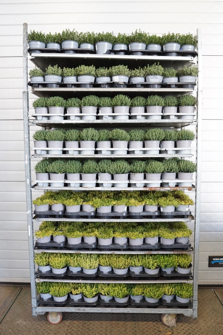 Timjan in cultivars - C1,5/P14 ITAL. HERBS