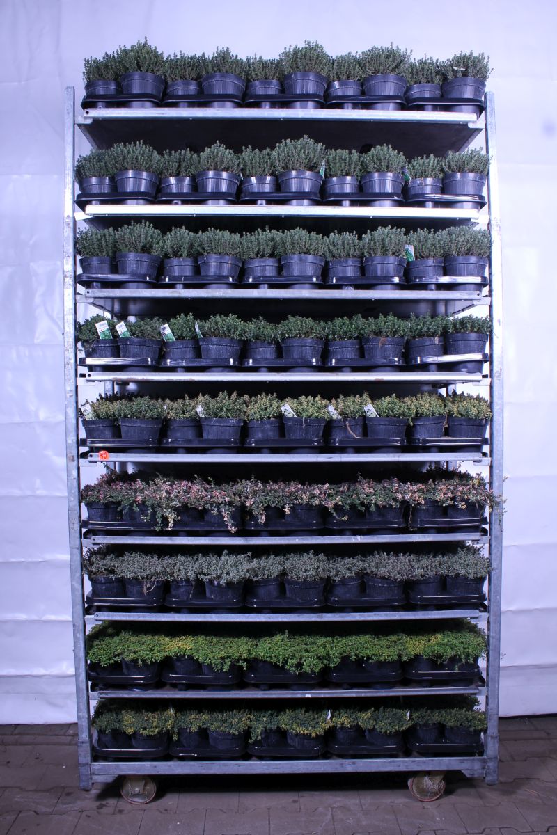 Thymus i olika sorter – Italienska örter C1,5 (1,5 liters kruka)