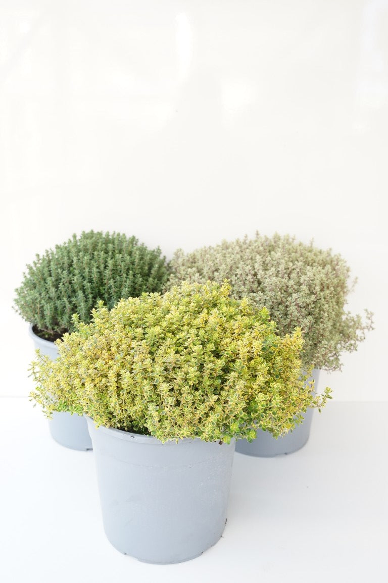 Thymus i sorter C2,5 (2,5 liters kruka) / 18 cm kruka