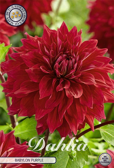 Dahlia Dekorativ Babylon Purple – hel förpackningsbild med blomman, 1-pack. Från Svedberga Plantskola