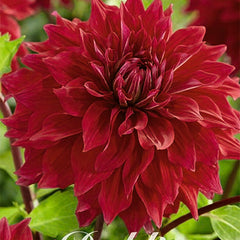 Collection image for: Myydyin Dahlia
