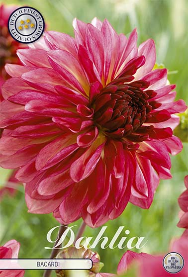 Dahlia Dekorativ Bacardi – hel förpackningsbild med blomman, 1-pack. Från Svedberga Plantskola