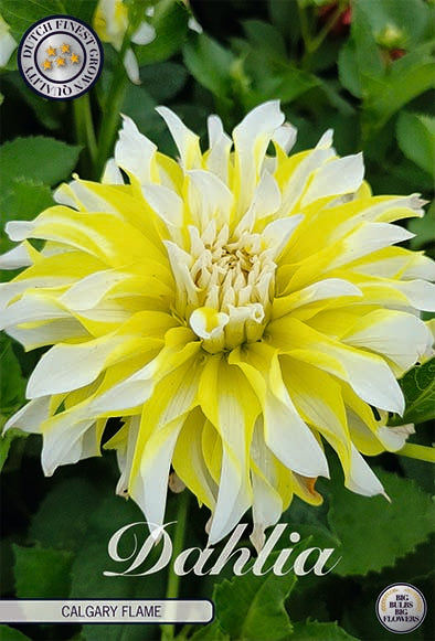 Dahlia Dekorativ Calgary Flame – hel förpackningsbild med blomman, 1-pack. Från Svedberga Plantskola