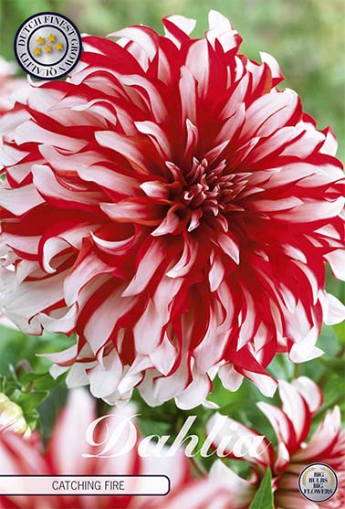 Dahlia Dekorativ Catching Fire – hel förpackningsbild med blomman, 1-pack. Från Svedberga Plantskola