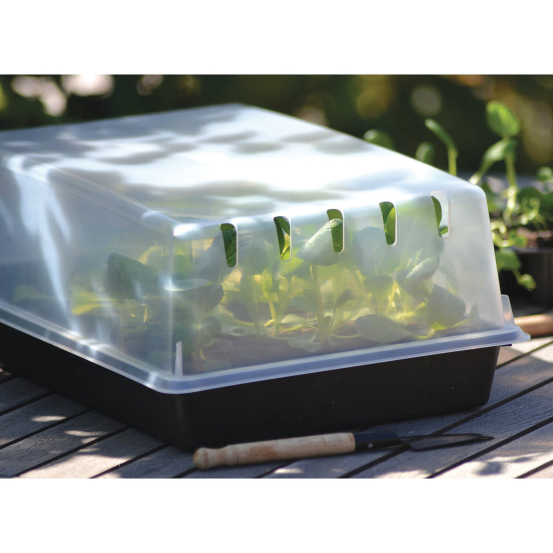 Lock odlingstråg Solid 24x38cm