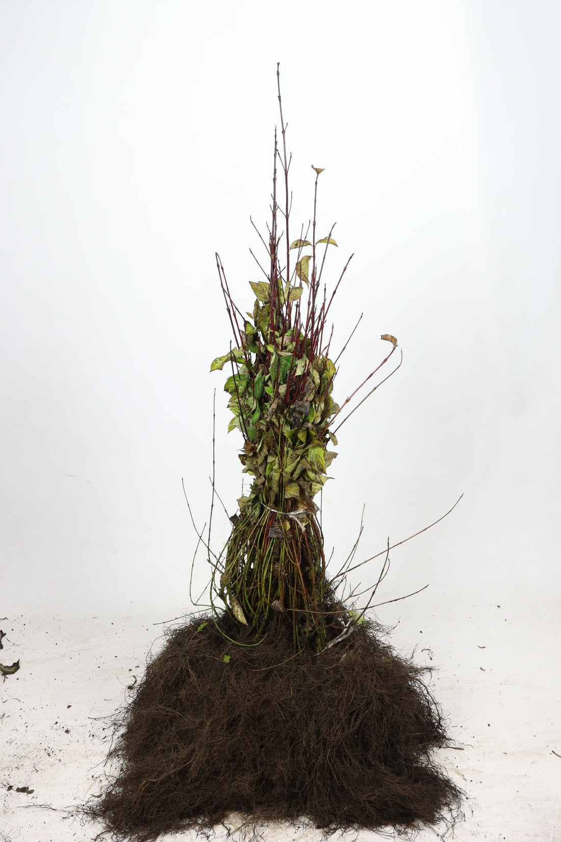 Hassel -  60-100 1+1