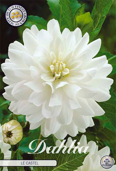 Dahlia Dekorativ Le Castle – hel förpackningsbild med blomman, 1-pack. Från Svedberga Plantskola