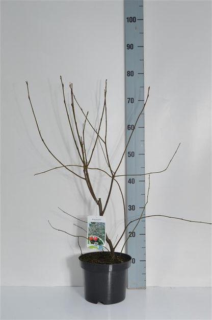 Amelanchier lamarckii C3 (3 liters kruka) 40-50 cm
