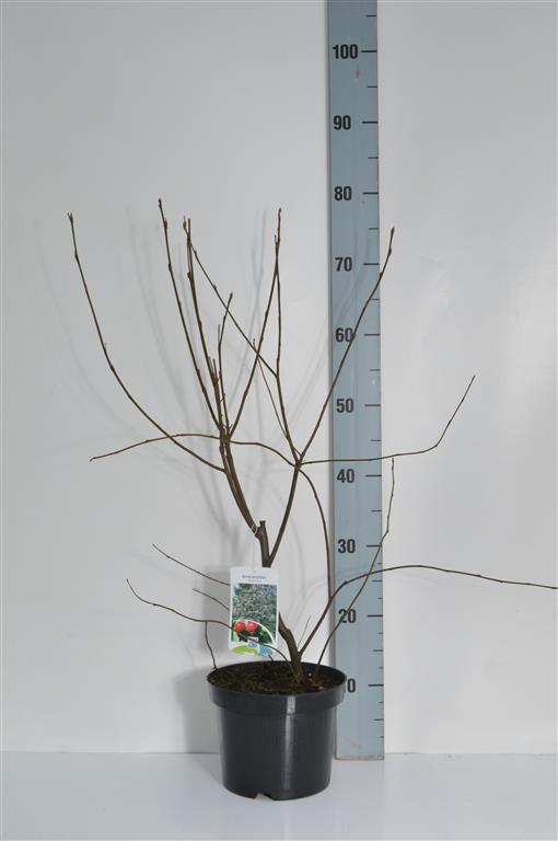 Amelanchier lamarckii 40-50 cm, C3 (3 liters kruka)