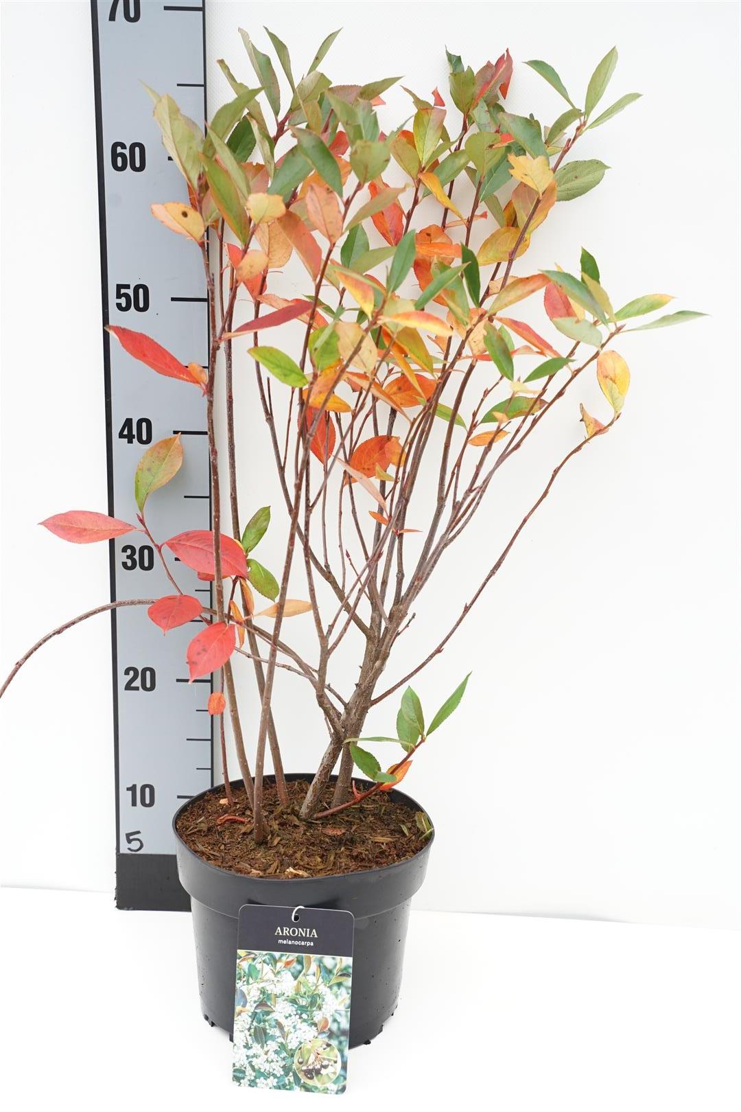 Aronia melanocarpa C3 (3 liters kruka) 40-50 cm
