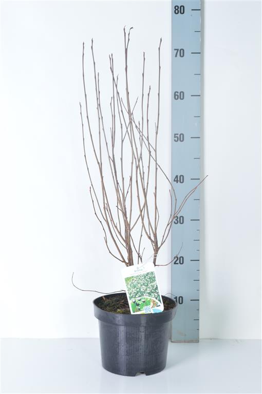 Aronia melanocarpa &
