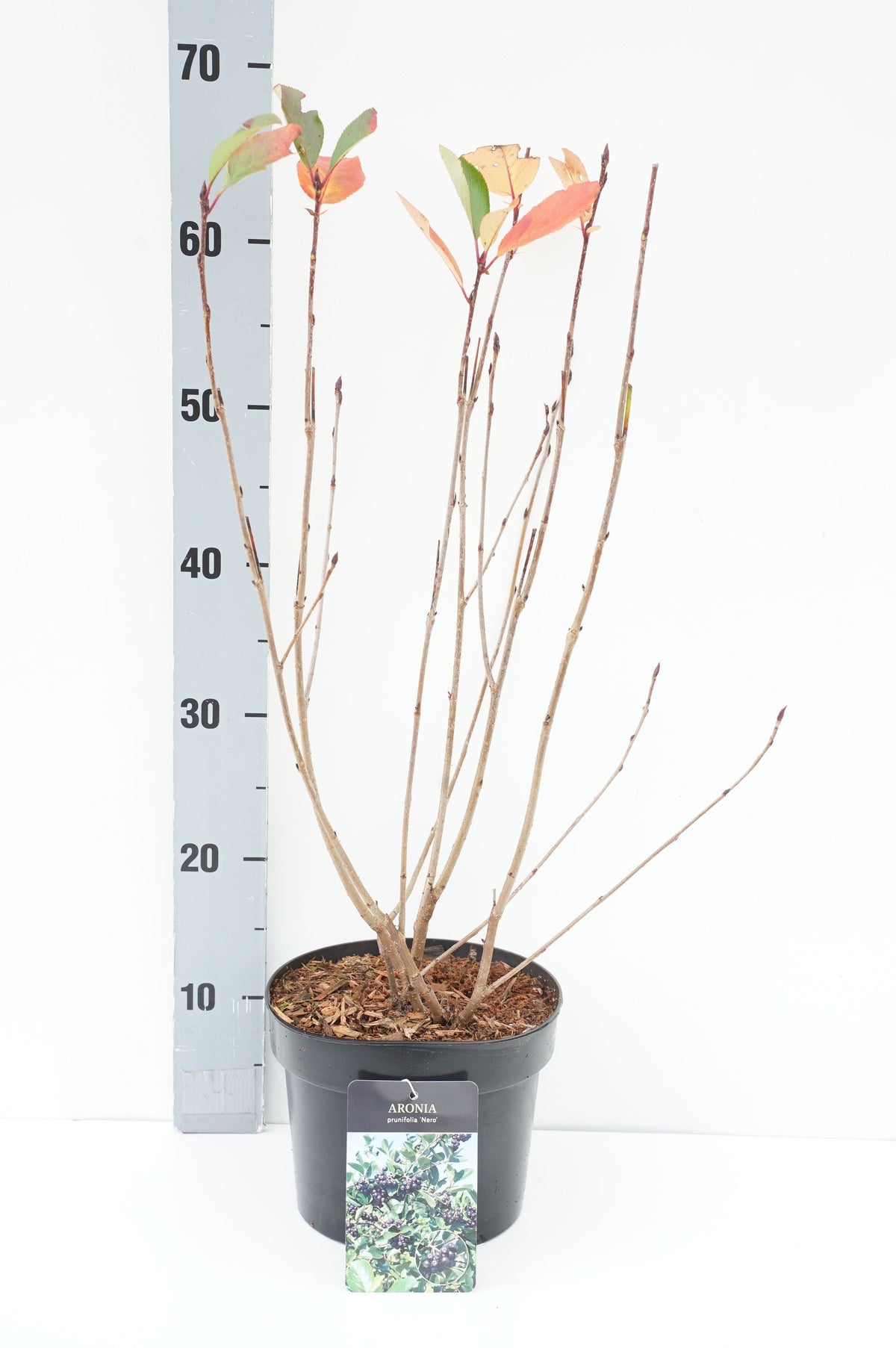Aronia prun. &