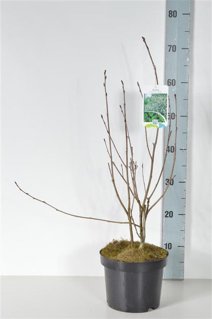 Aronia prun. &