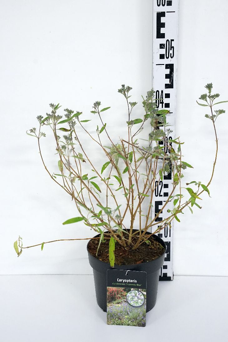 Caryopteris cl. &