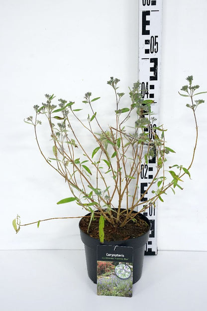 Caryopteris cl. &