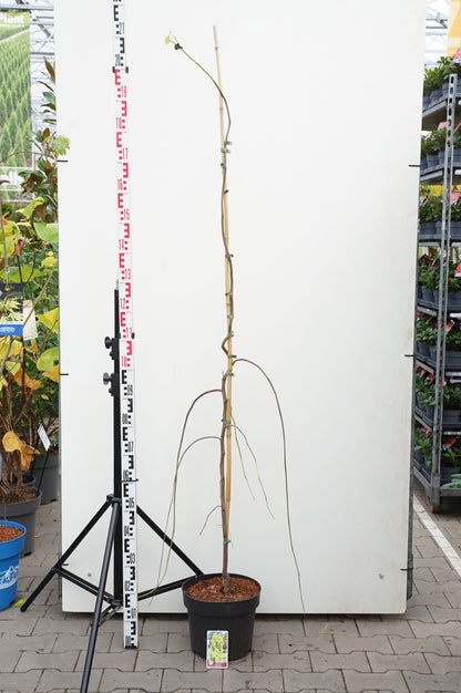 Cercis can. &