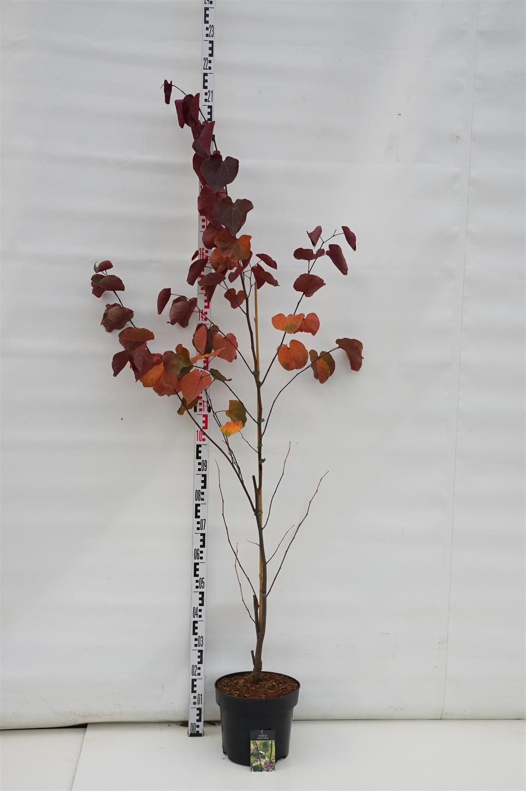 Cercis canadensis &