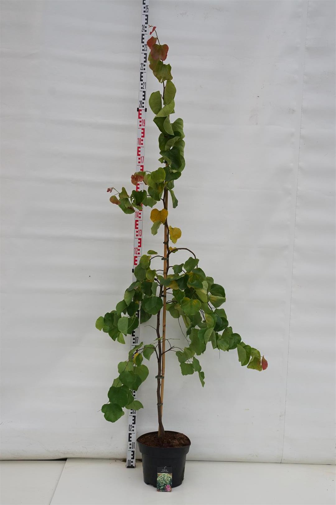 Cercis canadensis &
