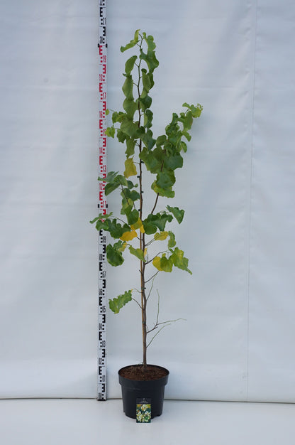 Cercis canadensis &