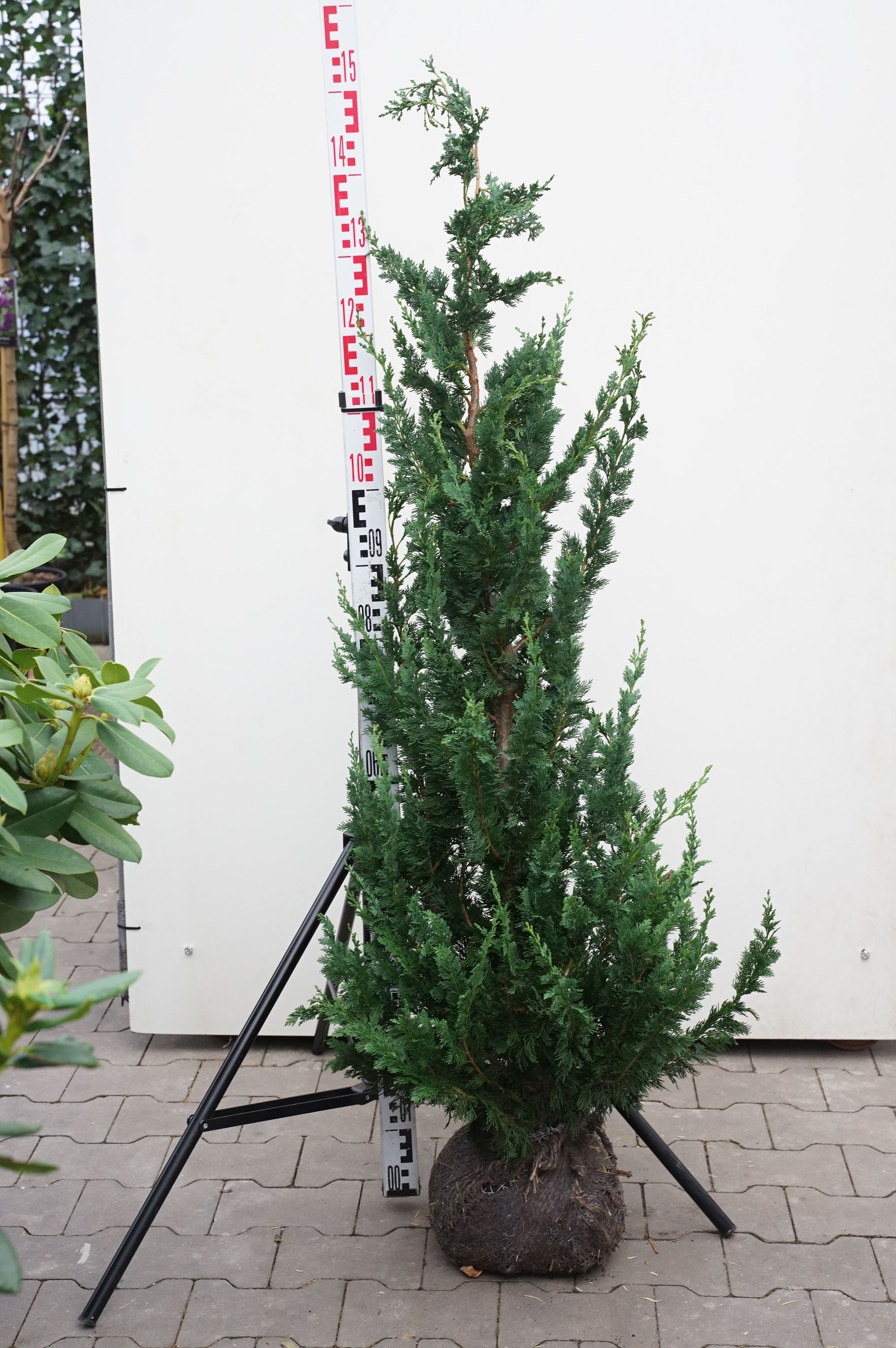 Ädelcypress l. &