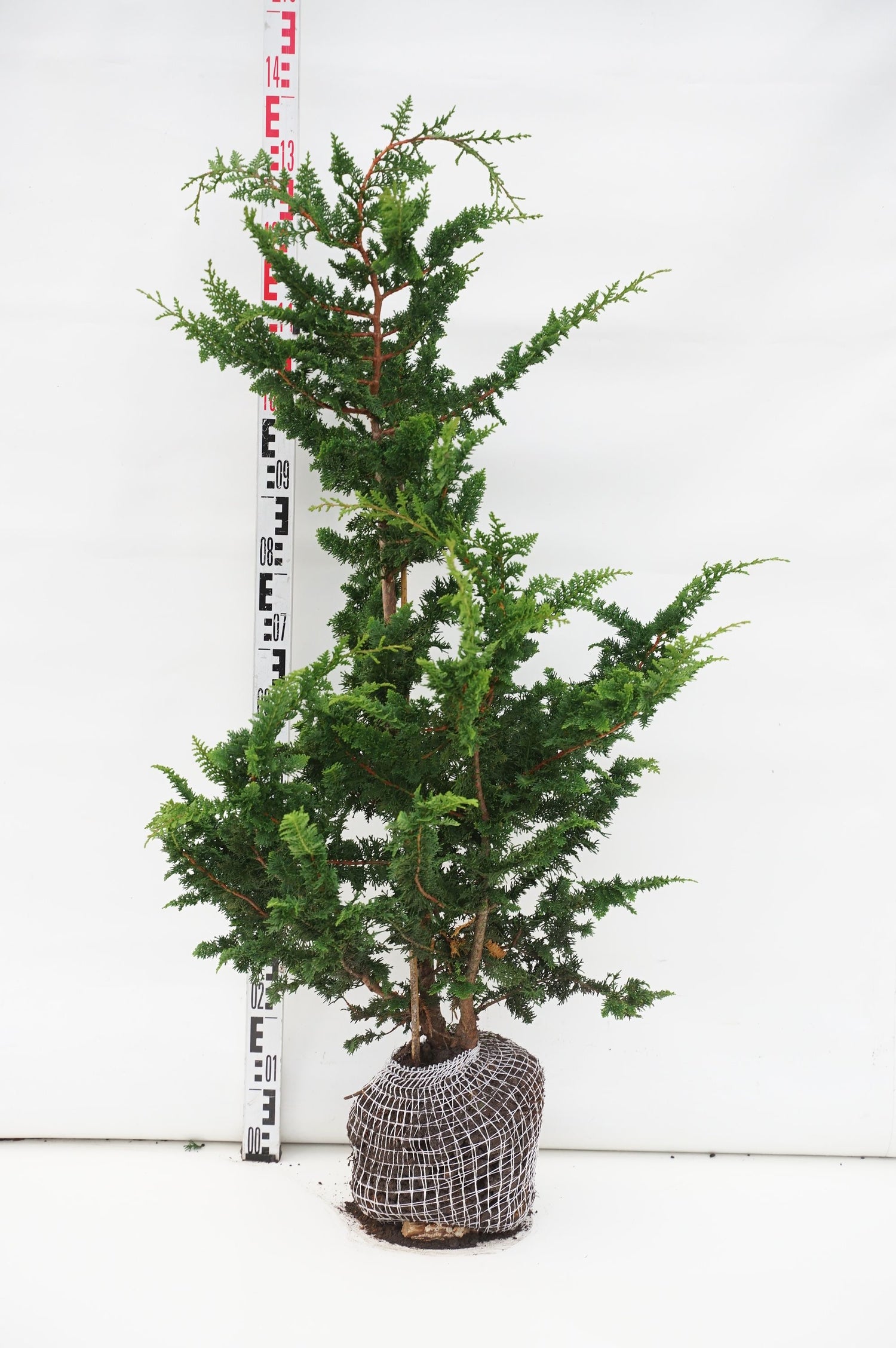 Ädelcypress o. &