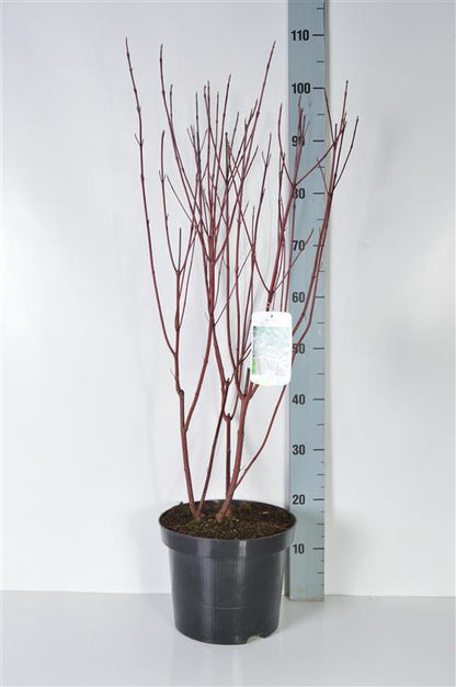 Cornus alba &