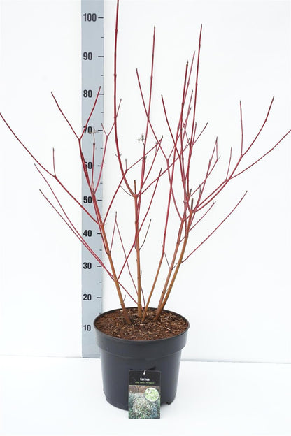 Cornus alba &
