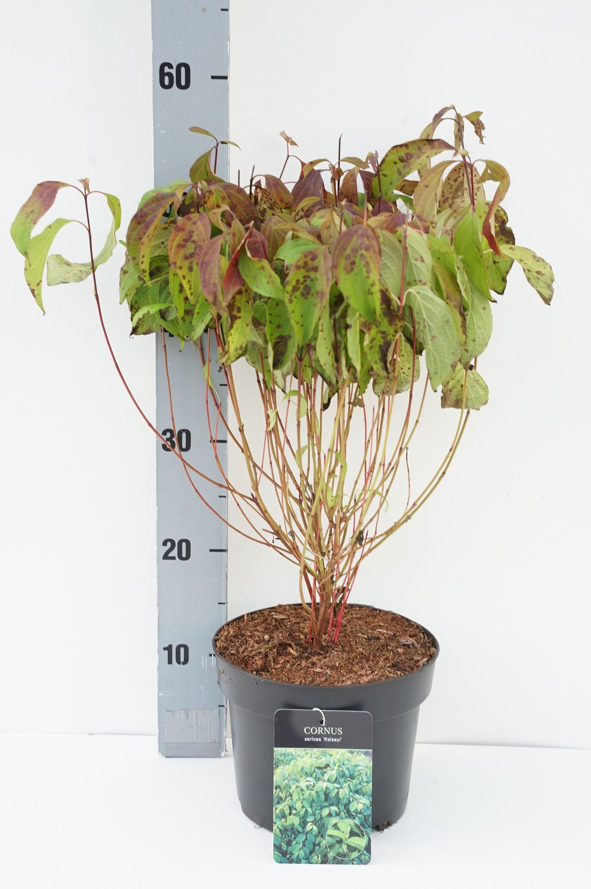 TW-2773871