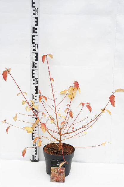 Cornus sang. &