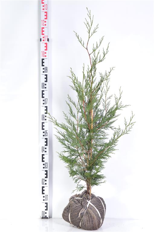 Leylandcypress l. &