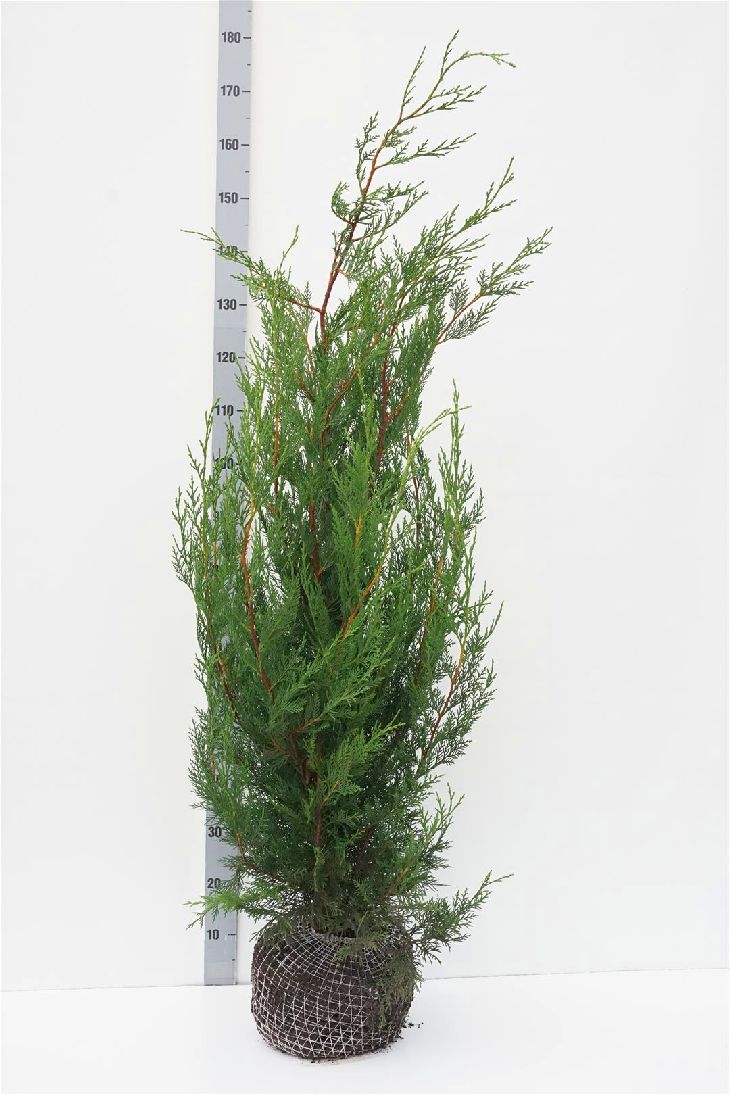 Leylandcypress l. &