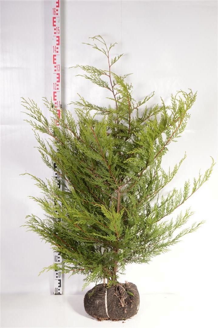 Leylandcypress l. &