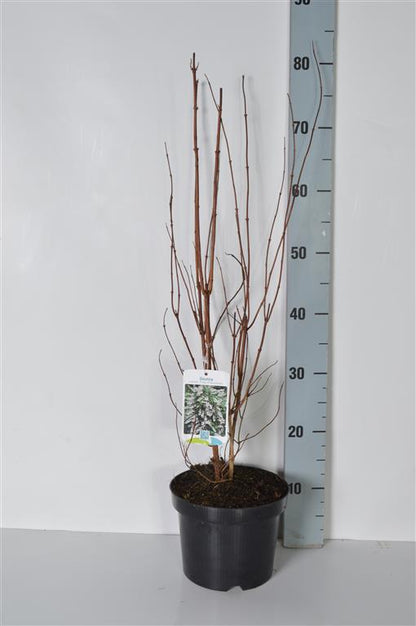 Deutzia cren. &