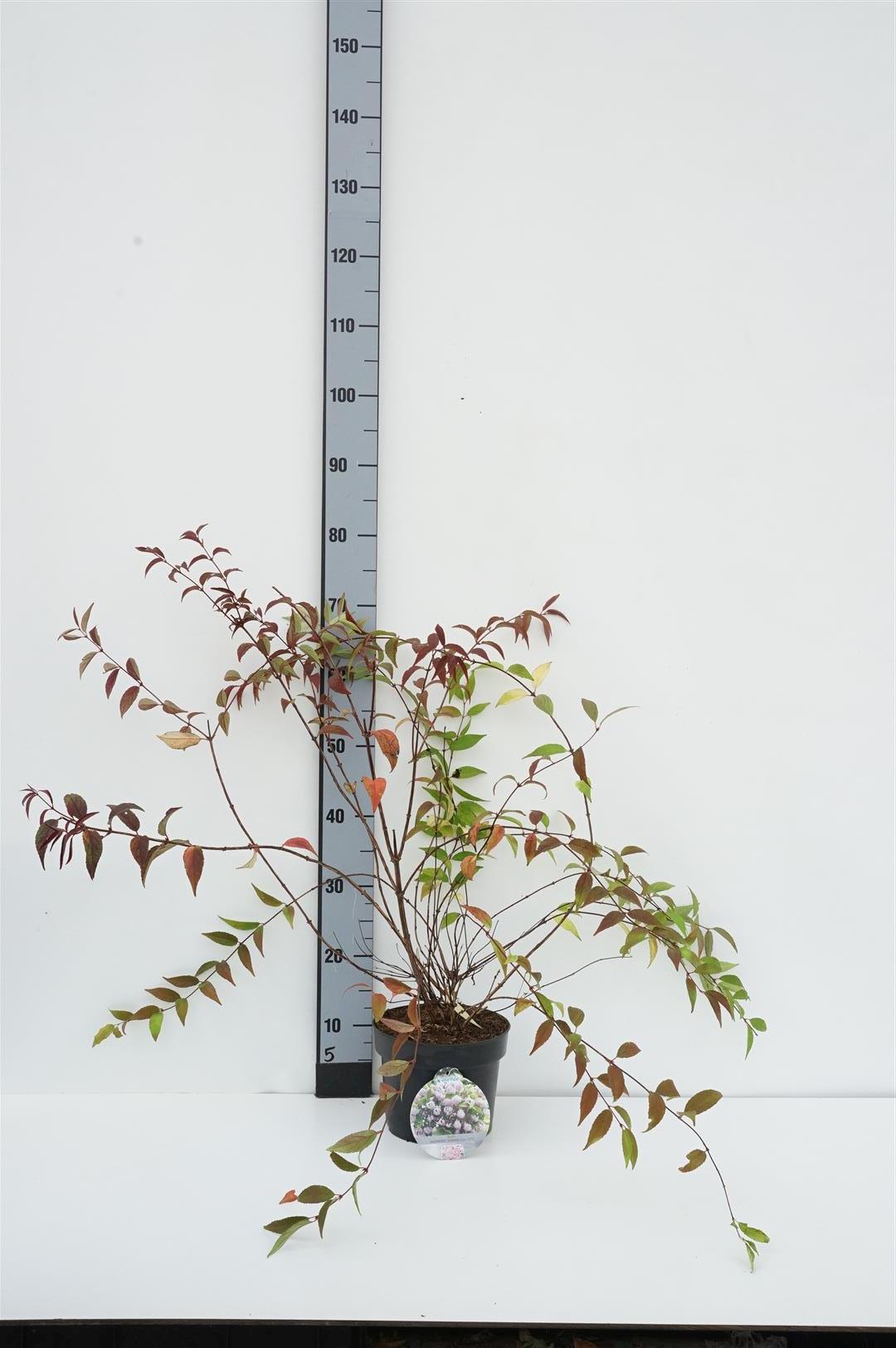 Deutzia &