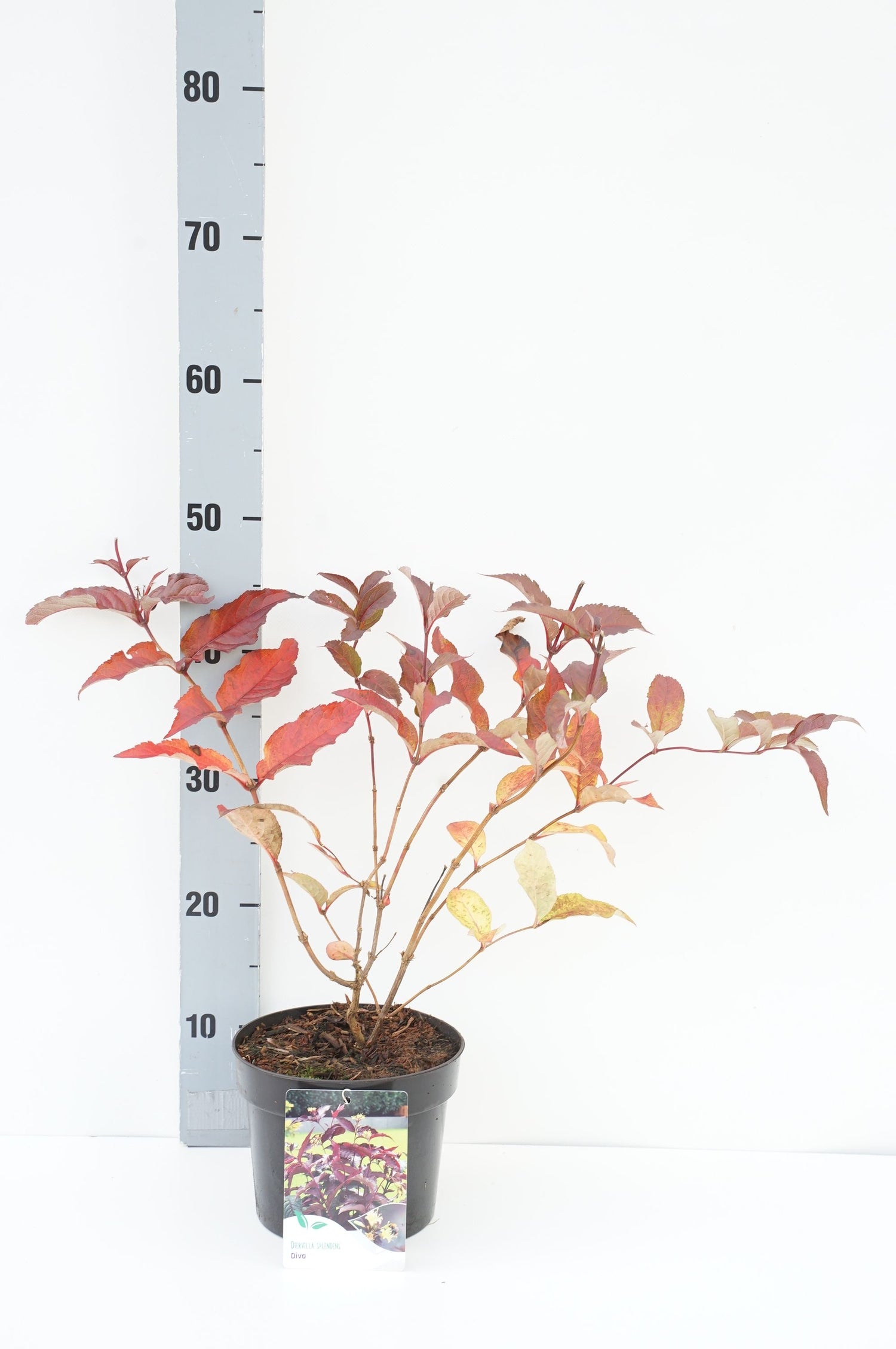 Getved splendens &