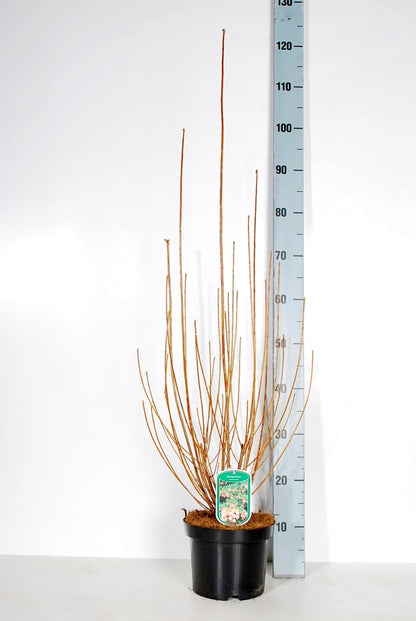 Enkianthus campanulatus C3 (3 liters kruka) 40-50 cm