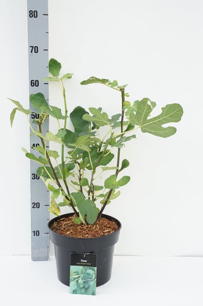 Ficus carica &